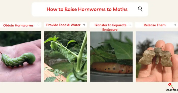 How to grow your own hornworms