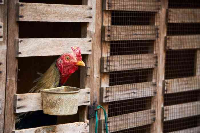How much to sell meat chickens for