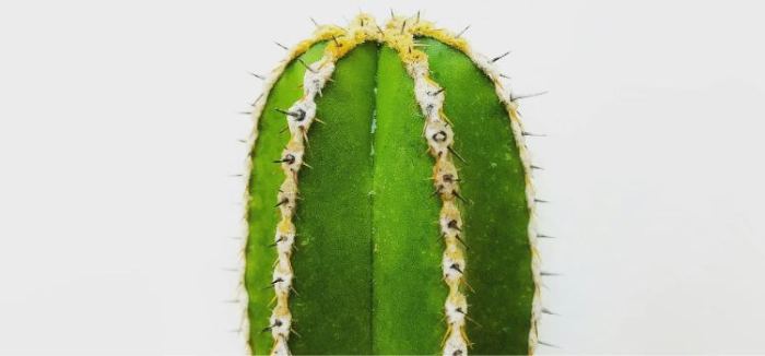 Learn how to Inform if a Cactus is Lifeless A Complete Information