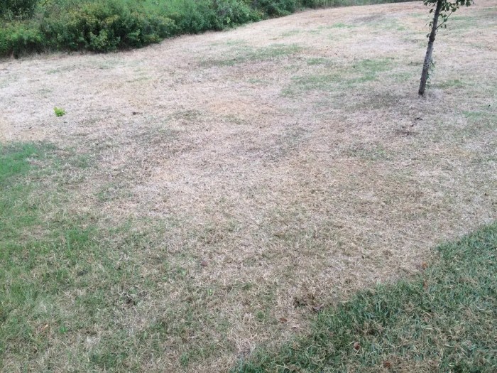 How to restore a lawn afflicted with fun gus