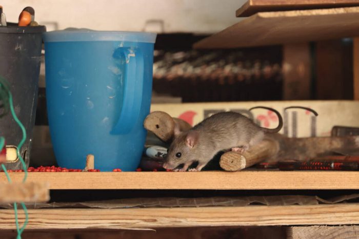 How to keep mice out of grill