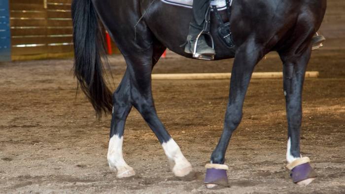 Easy methods to Transfer When You Personal a Horse A Bali-Type Information