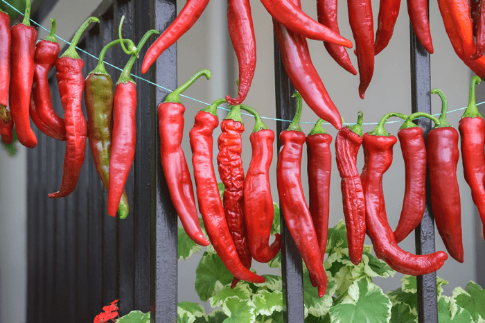 Dry peppers pepper string hanging cayenne hot hang tie each them How to dry cayenne peppers