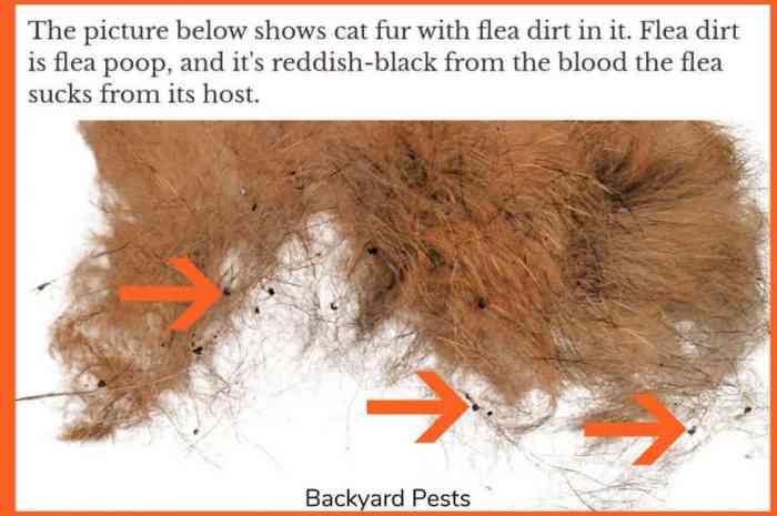 How to tell if your house has fleas