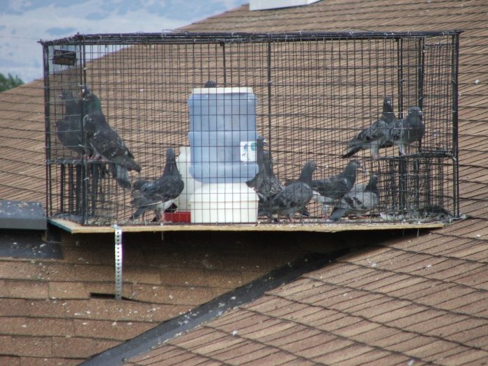 Easy methods to Entice a Pigeon A Complete Information
