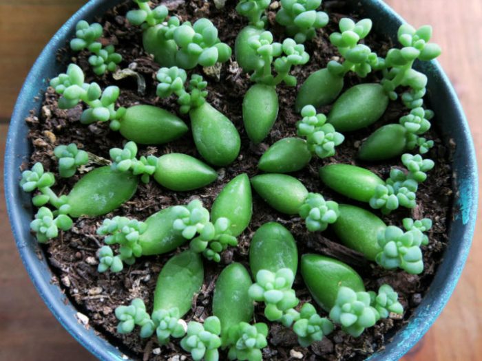 Sedum propagate cuttings division layering How to propagate sedum plants