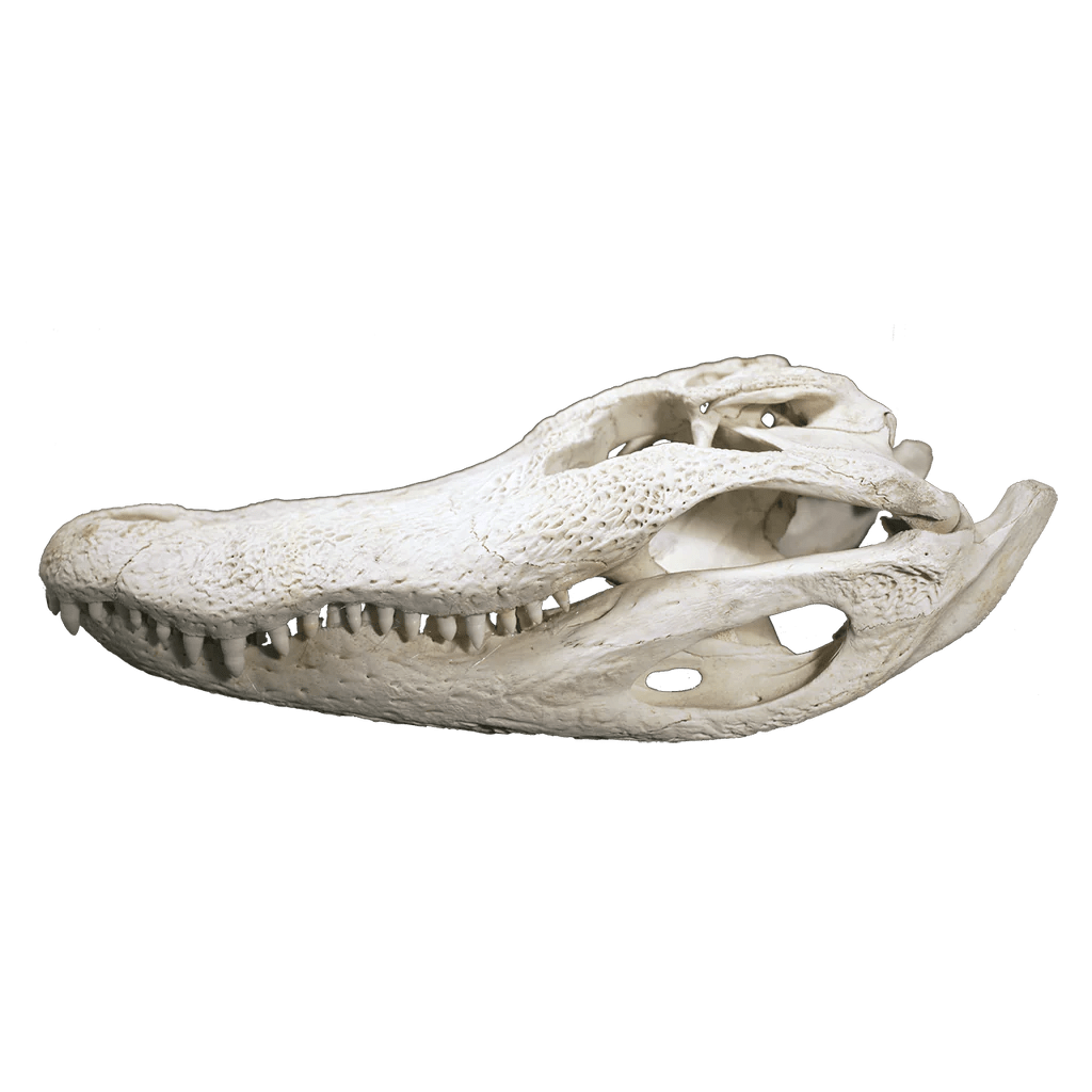 Skull preserve How to preserve a alligator skull