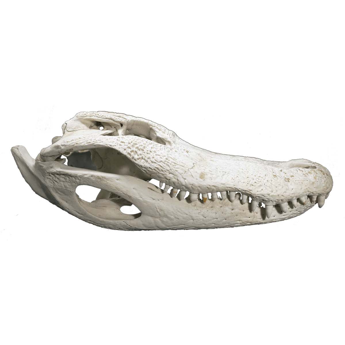 How one can Protect an Alligator Cranium A Sensible Information