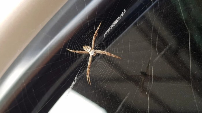 Get Rid of Spiders on Automotive A Complete Information