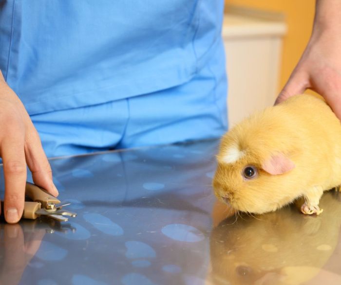 How to cut guinea pig nails