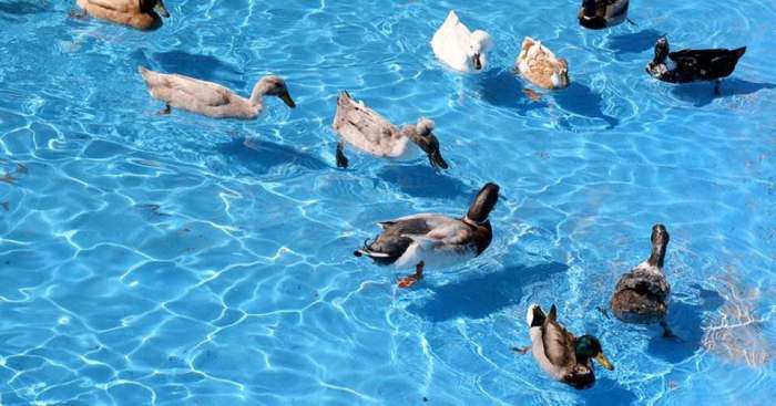 Ducks swimming away How to keep ducks away from swimming pool
