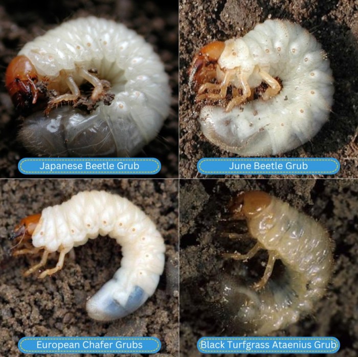 Tips on how to Establish Pennsylvania Grubs