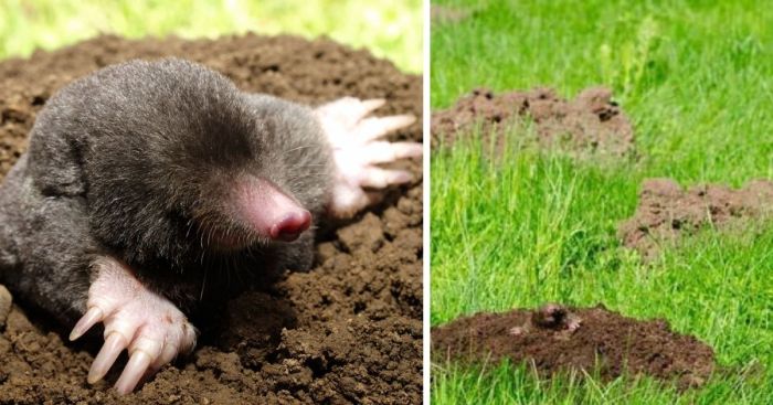 Easy methods to Exterminate Voles and Moles A Complete Information