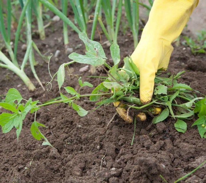 Learn how to Plant Weed Exterior A Full Information