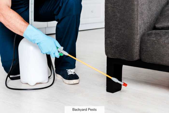The right way to Inform if Your Home Has Fleas A Information