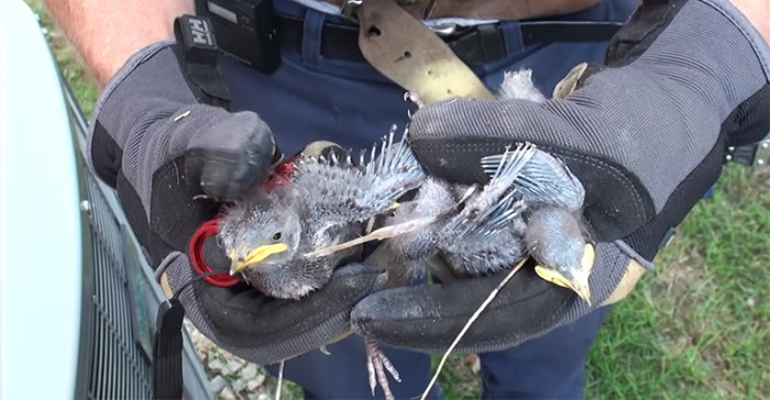 Protecting Birds Out of Your Storage