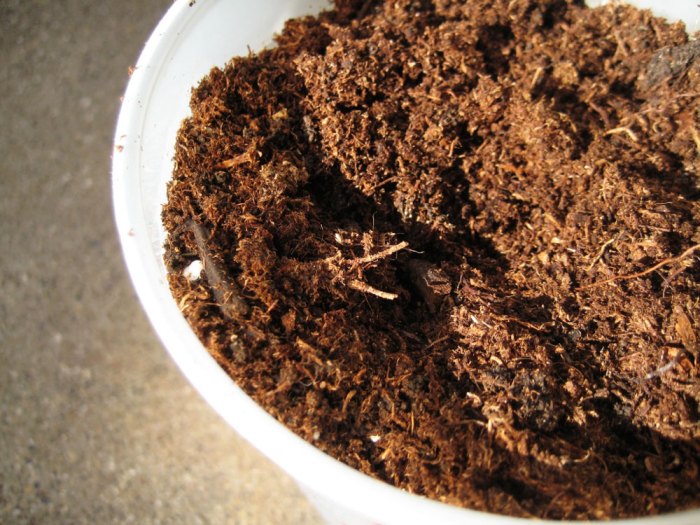 Worm castings How to use worm castings