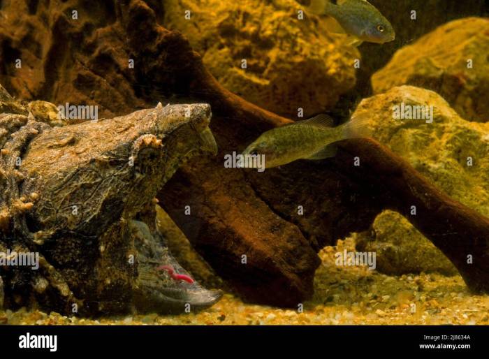 Methods to Fish for Snapping Turtles A Complete Information