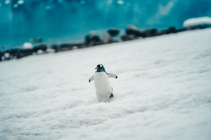 How much to go to antarctica