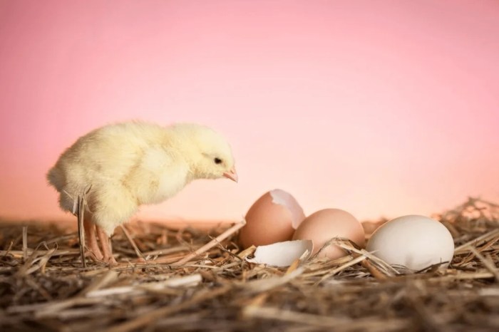 The right way to Decrease Incubator Humidity A Information