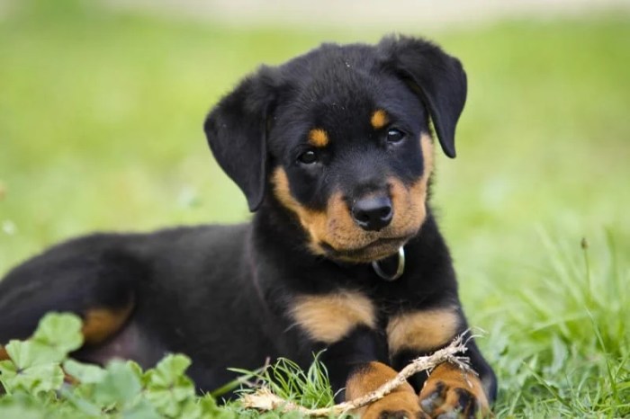 How Previous Ought to a Pet Be to Undertake?  Pet Adoption Information