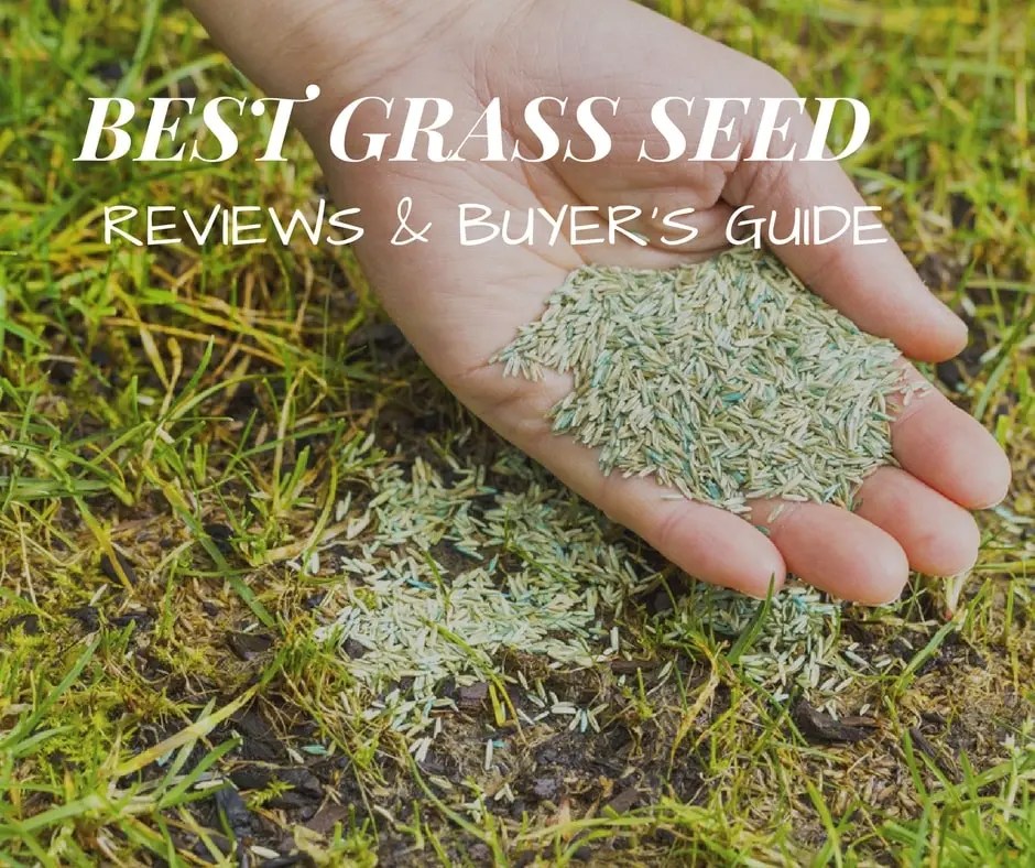 How to tell if grass seed is still good