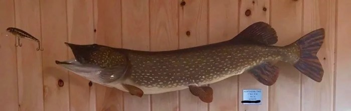 How to mount a fish