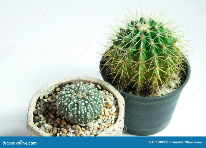 Find out how to Open a Cactus Flower Twin Pods Sativa Container A Information