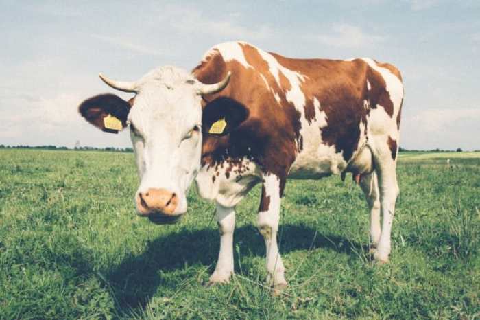 How much is a cow to buy