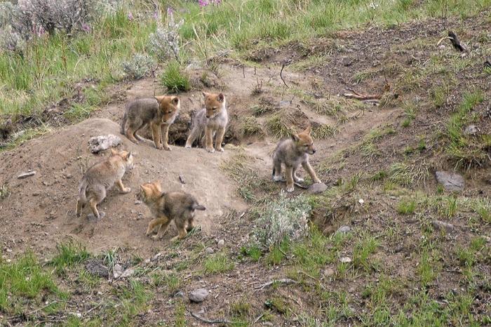 How to find a coyote den