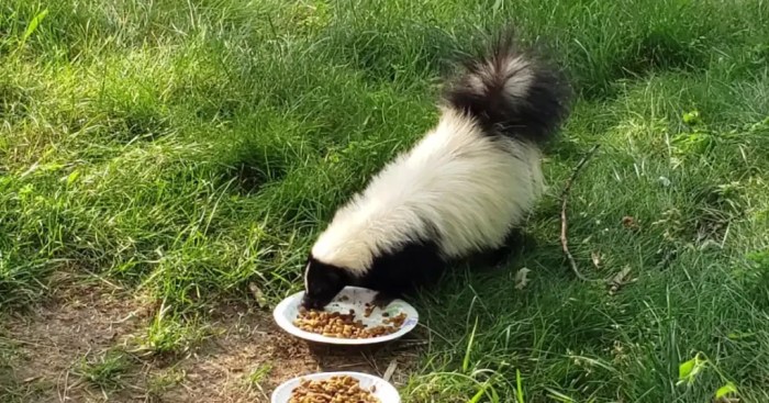 How to use eggs to bait skunks