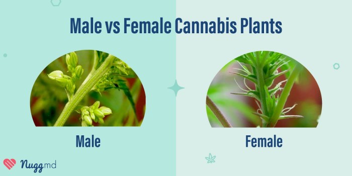 How to tell male from female cannabis plants