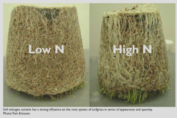 How Lengthy Does It Take for Turf to Root? A Complete Information