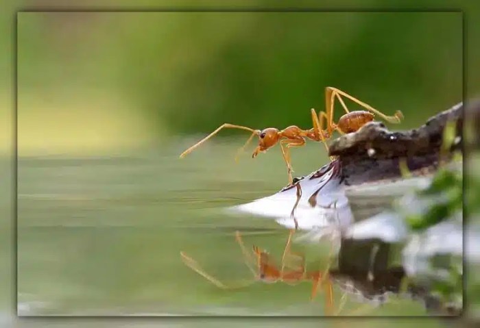 How to kill ants in the yard