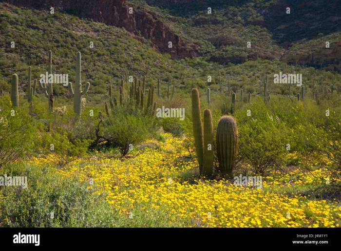 How do mexican poppies adapt to the desert