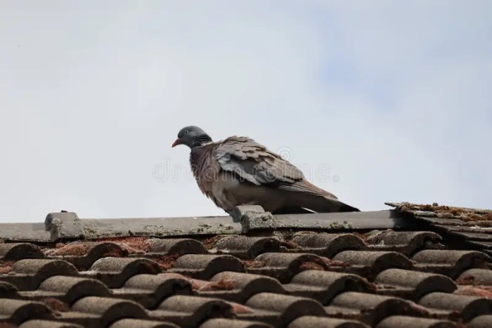 Banishing Doves Tips on how to Get Rid of Doves on Roof