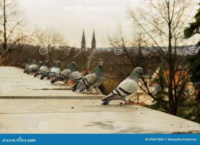 How to get rid of doves on roof