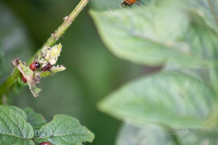 How to get rid of potato bugs on plants