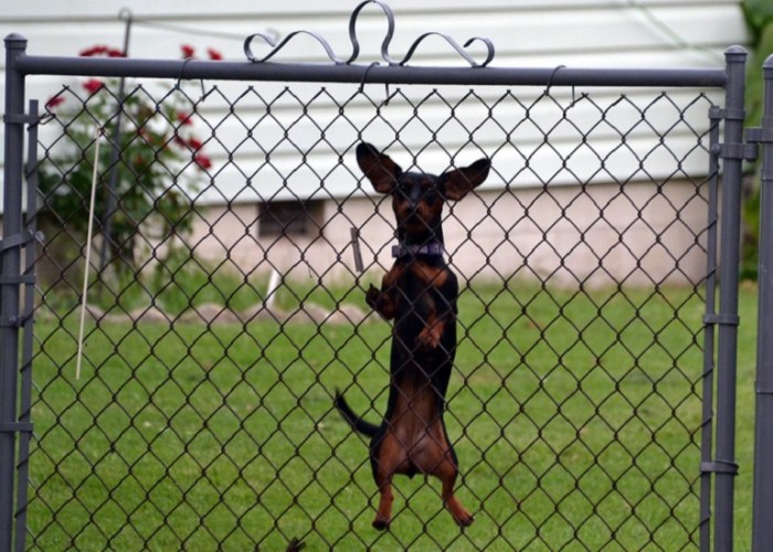 Learn how to Maintain Canines from Leaping on Fence A Complete Information