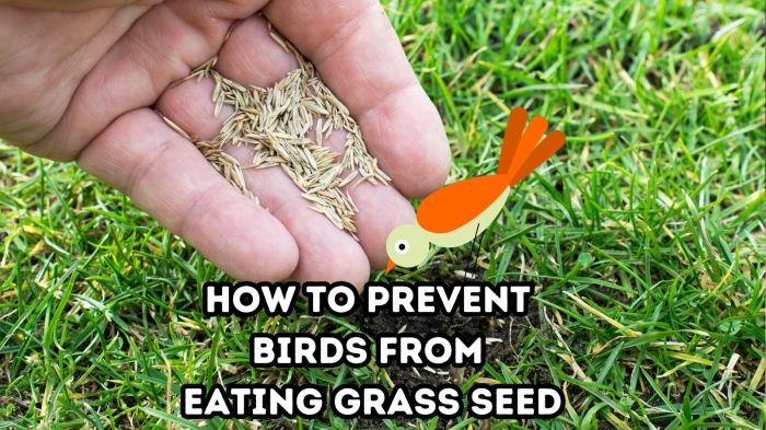 Holding Birds Away From Grass Seed