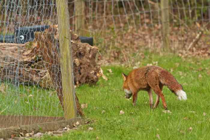 Easy methods to Preserve Foxes Away from Chickens A Complete Information