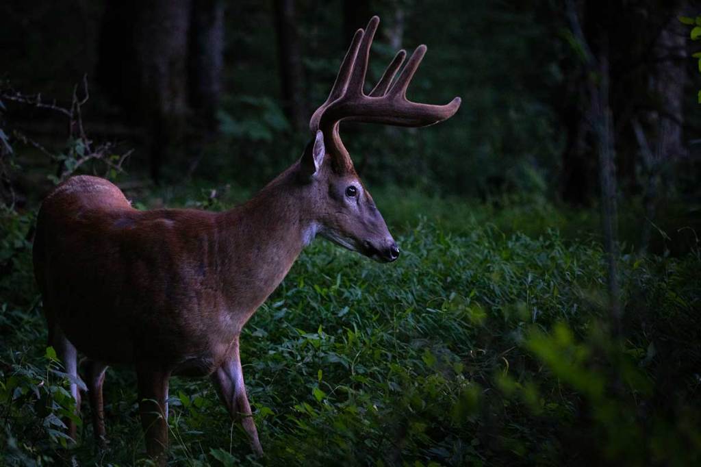 How Lengthy Does It Take for Deer to Discover Corn? A Deep Dive