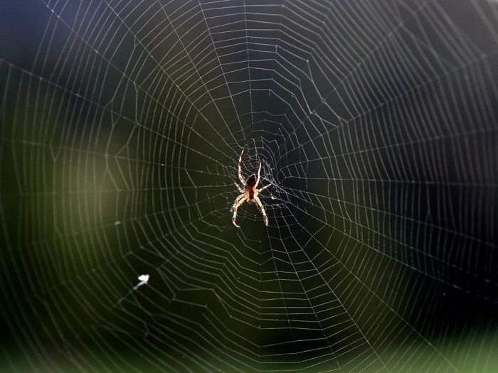Find out how to Forestall Cobwebs Change Your Lighting