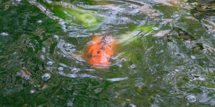 Methods to Shade Pond Water Inexperienced A Information