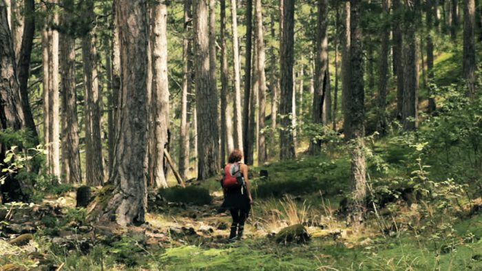 How to stay alive in the woods