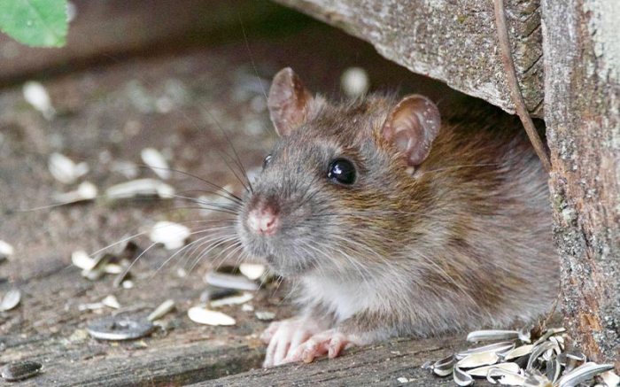 Does state farm car insurance cover rodent damage