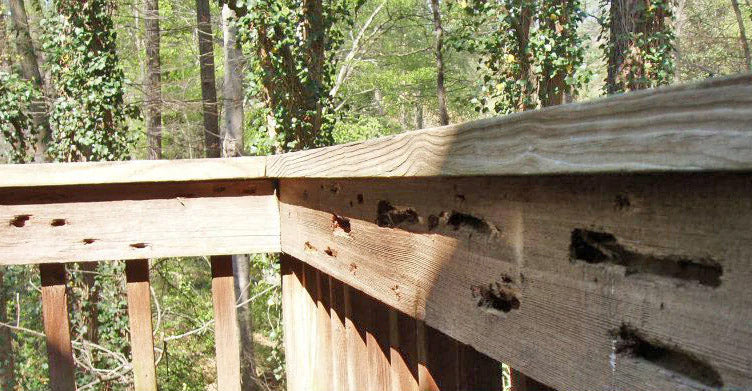 How you can Fill Carpenter Bee Holes – The Final Information
