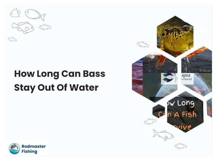 How Lengthy Do Bass Should Be to Preserve?  A Information to Rules