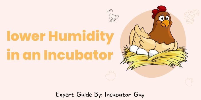 Incubator humidity decrease tag How to decrease humidity in incubator