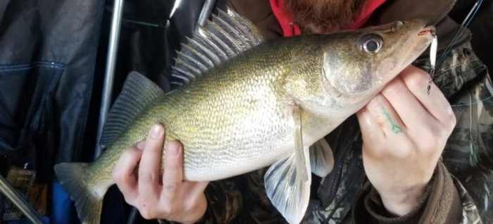 Tips on how to Catch Walleye from Shore A Complete Information